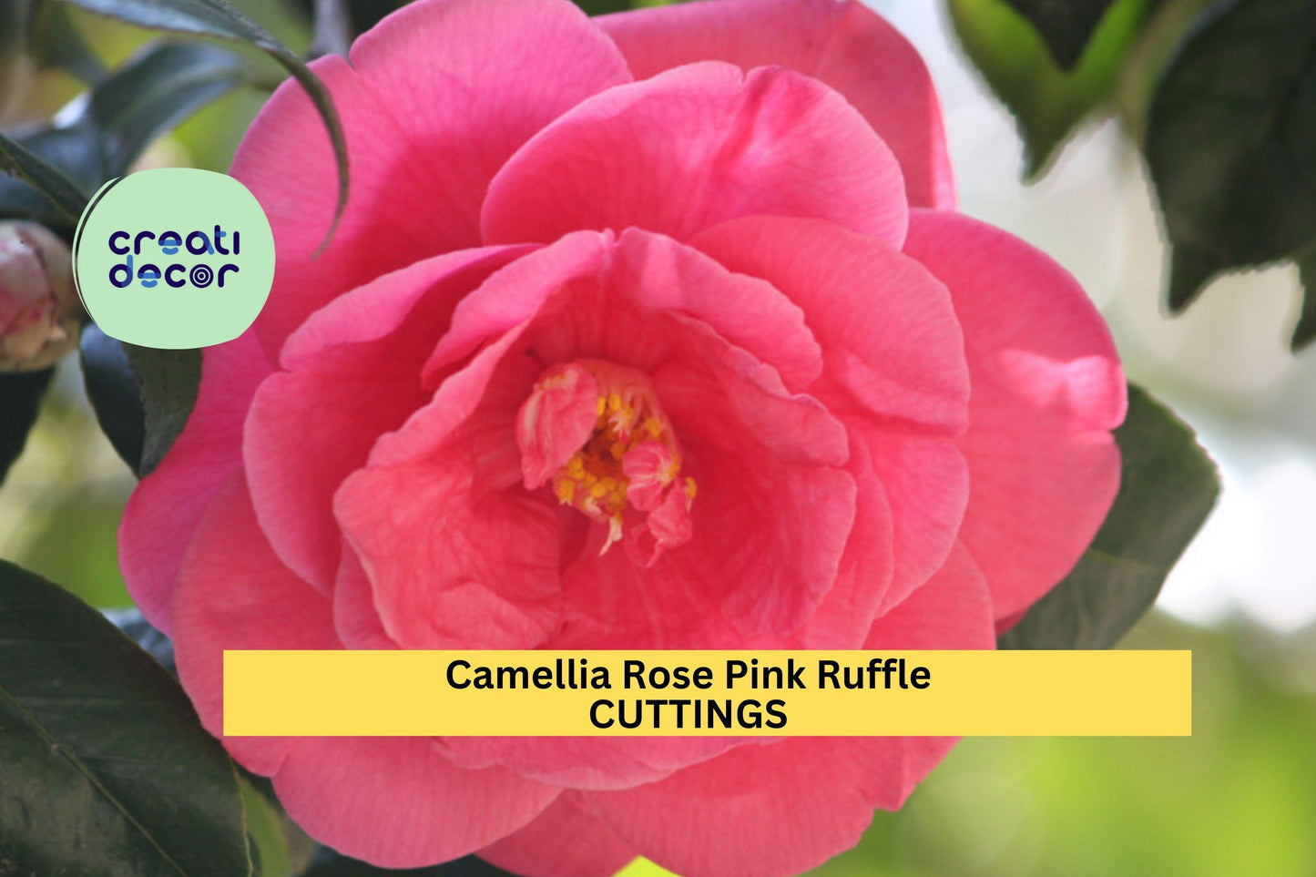 Camellia Flowering Shrub Cuttings | Rose Pink Ruffle | Camellia japonica | Unrooted Plant for Garden & Container