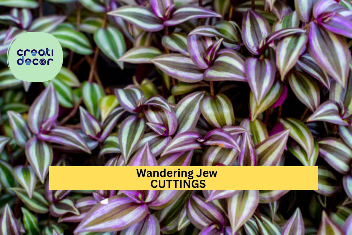 12 Fully Rooted Wandering Jew Cuttings – Tradescantia zebrina Trailing Houseplant with Purple-Green Foliage