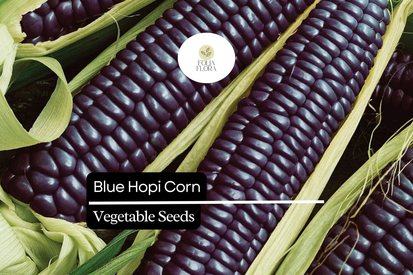 Blue Hopi Corn Seeds | Heirloom Indigo Maize for Garden, Ornamental & Culinary Use, Zea mays