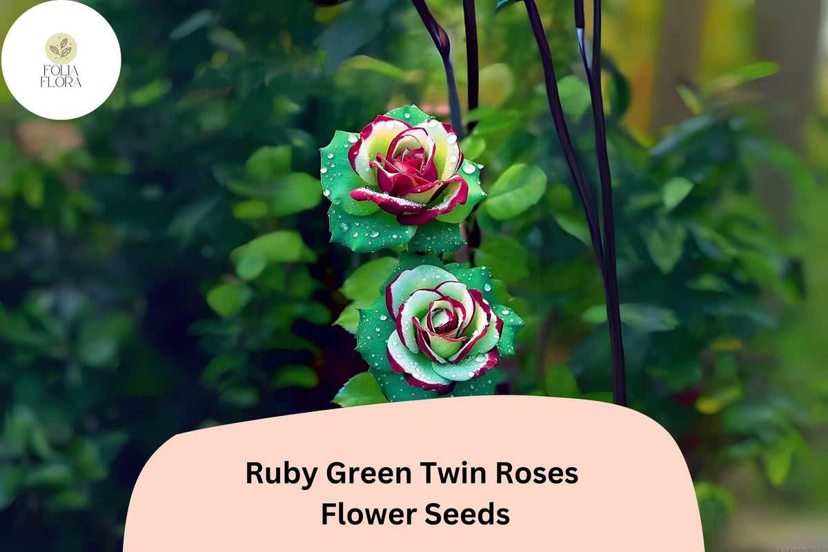 Ruby Green Twin Rose Seeds – Rare Bi-Color Blooms, Ornamental Rose, Rosa spp.