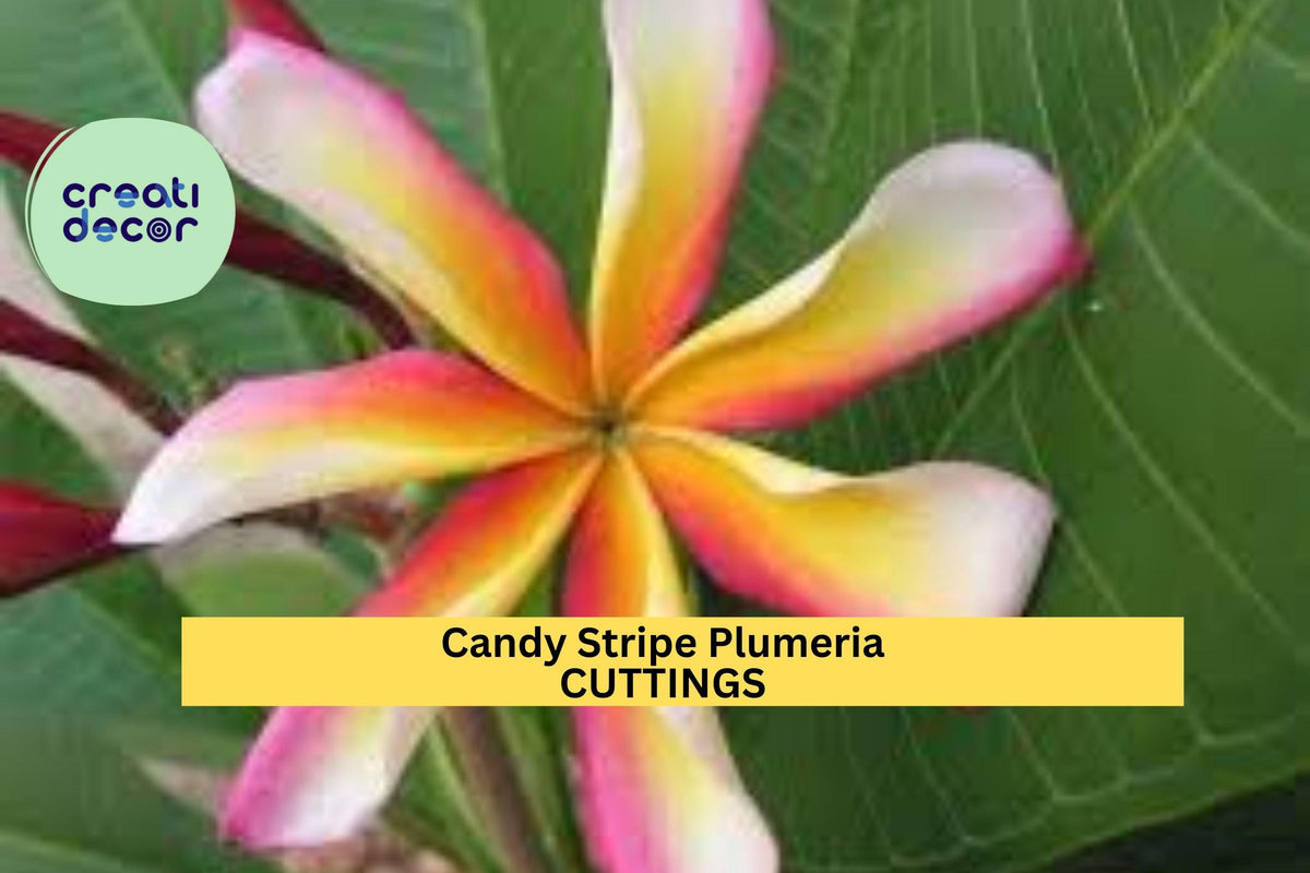 Candy Stripe Plumeria Cutting – 10" Unrooted Single Head Tropical Fragrant Flowering Plant – Plumeria rubra