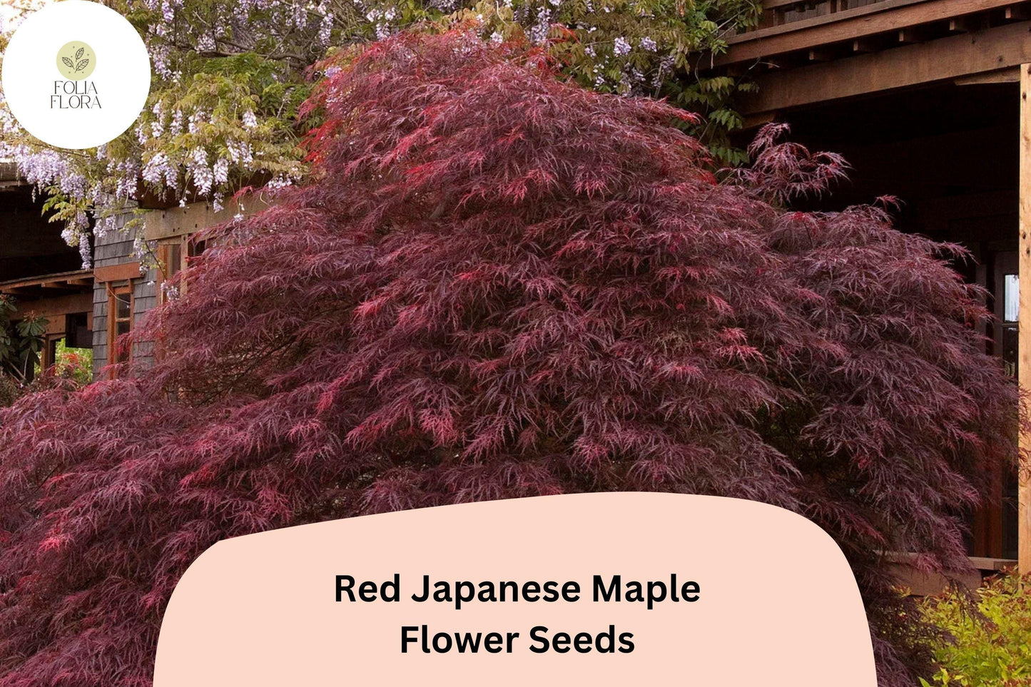 25 Red Japanese Maple Seeds | Acer palmatum ‘Atropurpureum’ | Ornamental Tree with Deep Red Foliage