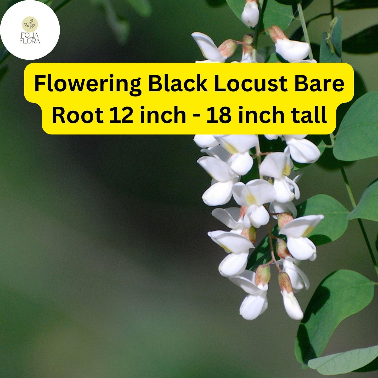 Flowering Black Locust Tree Live Bare Root Plant 12-18 Inch Robinia pseudoacacia Fragrant White Pink Flowers