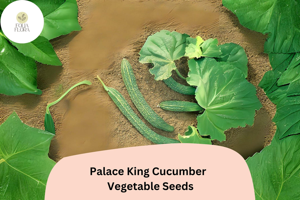 Palace King Cucumber Seeds – High Yield Hybrid, Vining, Cucumis sativus, for Salad & Pickling, 25 Seeds