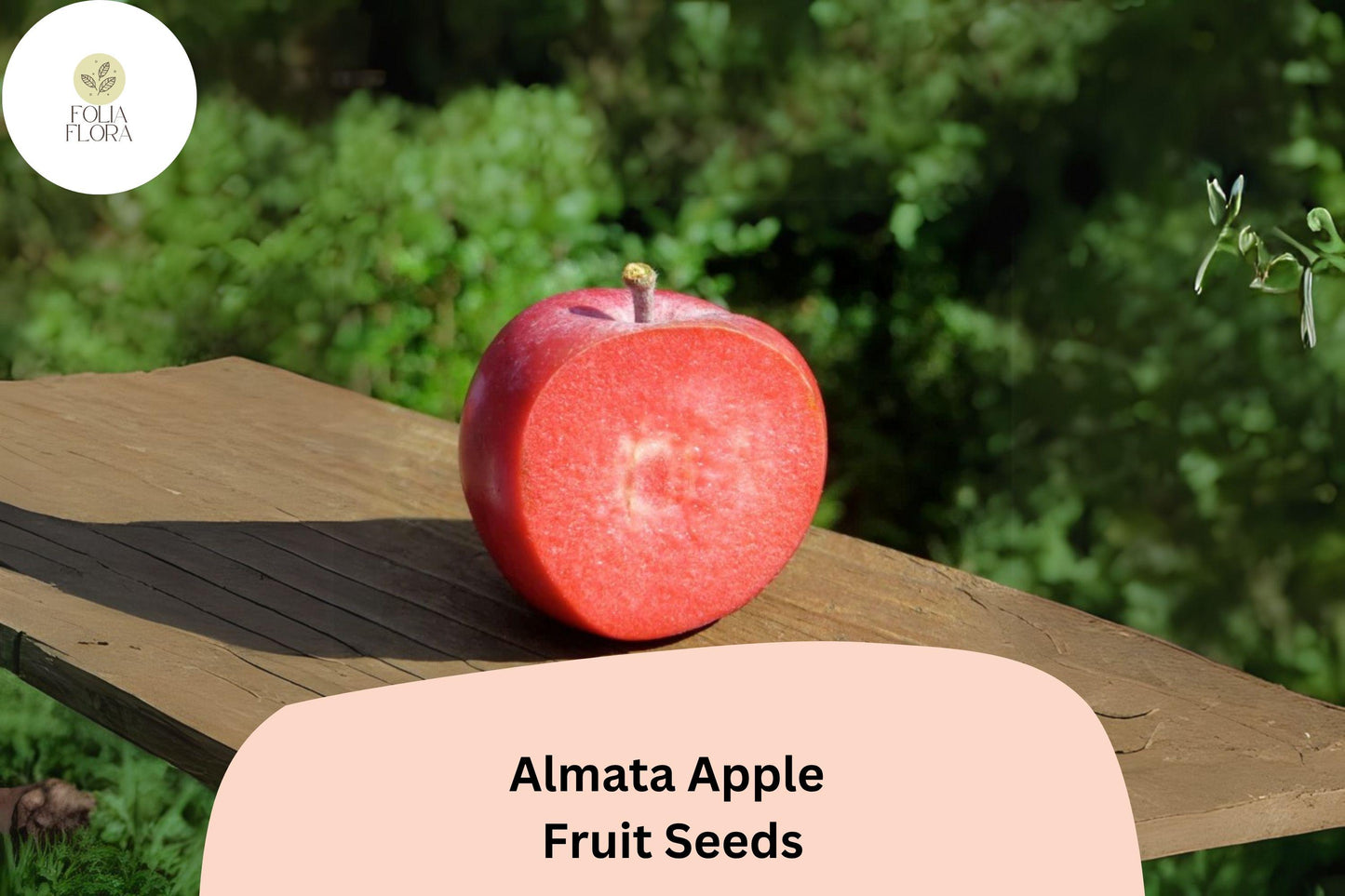 Almata Apple Seeds | Red-Flesh Fruit Tree | Malus domestica | Rare Edible Landscaping & Cider Making
