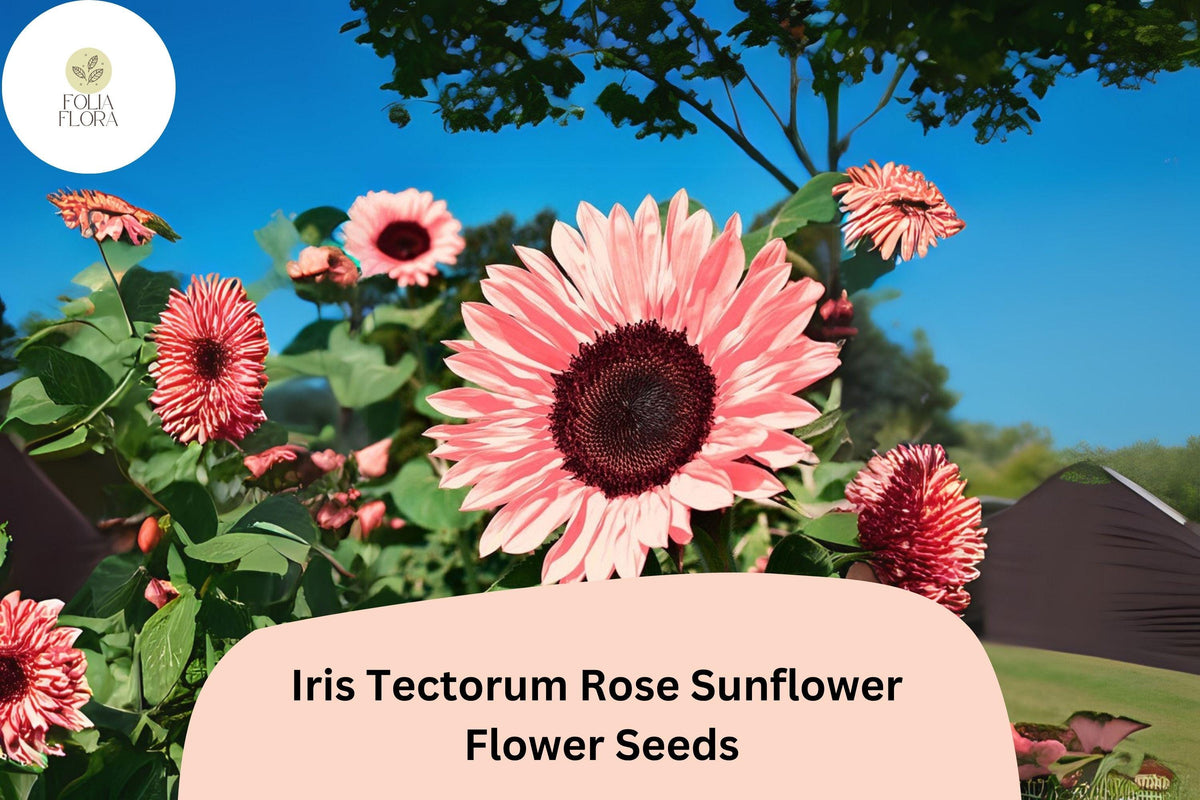 Iris Tectorum Rose Sunflower Seeds | Exotic Ornamental Flower | Non-GMO Garden Seeds | 50PCS