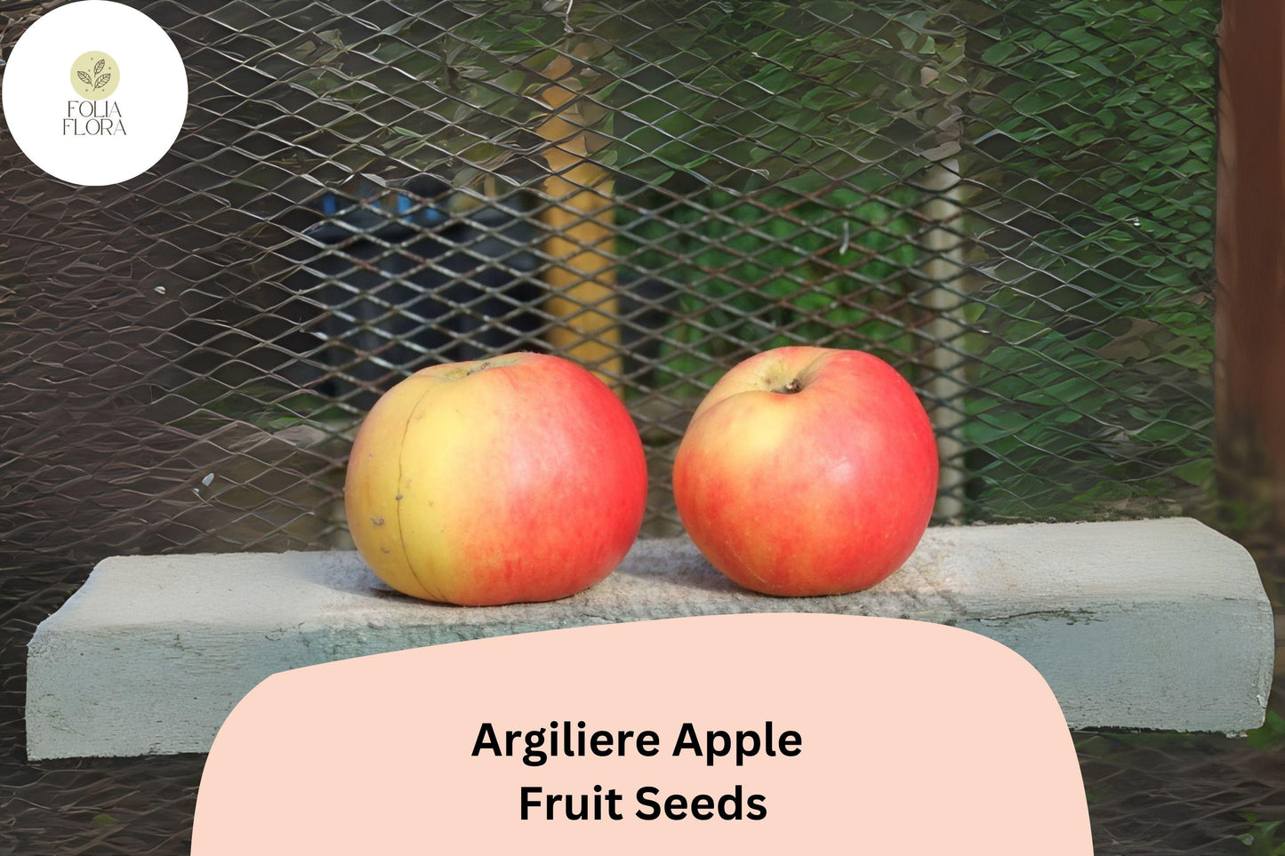 Argilière Apple Seeds – Rare French Heirloom, Malus domestica, Open-Pollinated, Cold-Hardy, Orchard, Cooking, Fresh Eating