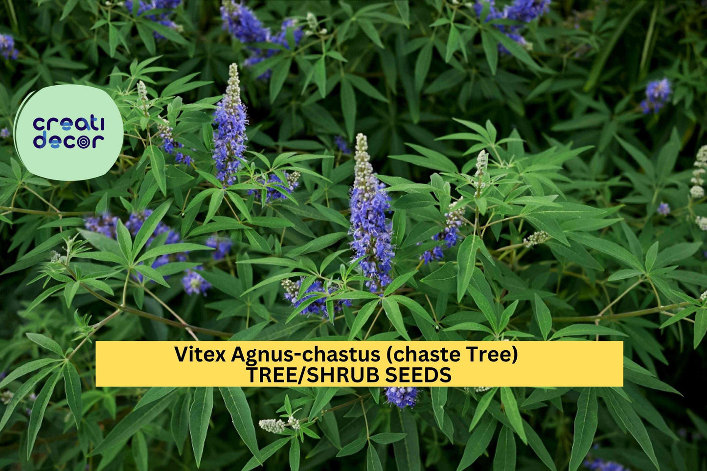 Vitex agnus-castus Seeds – 3 Pack of 10 Purple Flowering Shrubs for Pollinator Gardens & Drought Landscapes