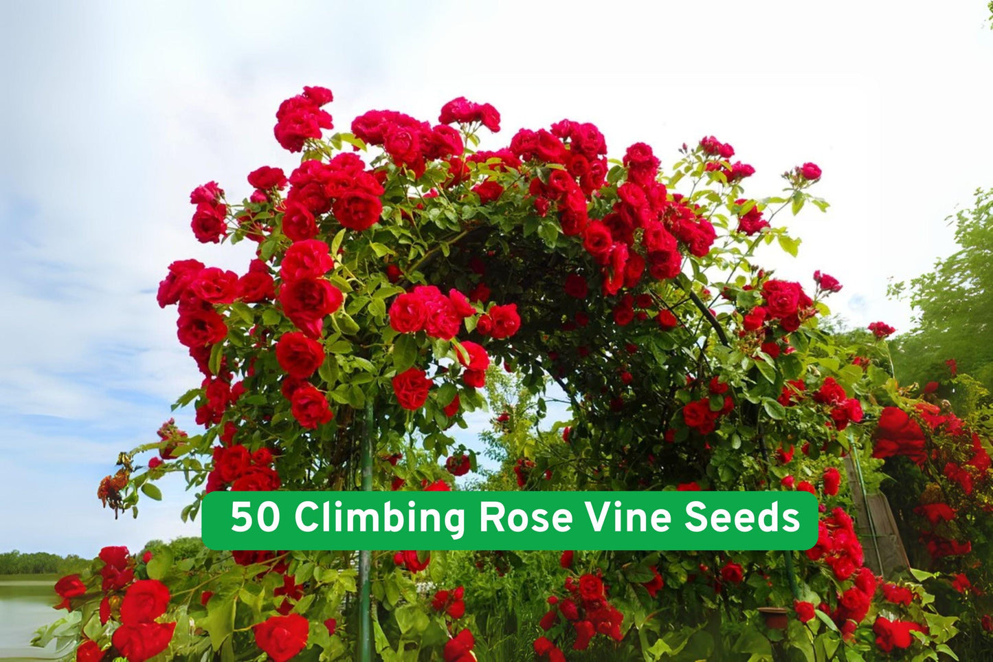 Climbing Rose Vine Seeds, 50 Premium Rosa spp. Flowering Seeds for Trellis, Fence, Garden, Outdoor & Indoor Growth