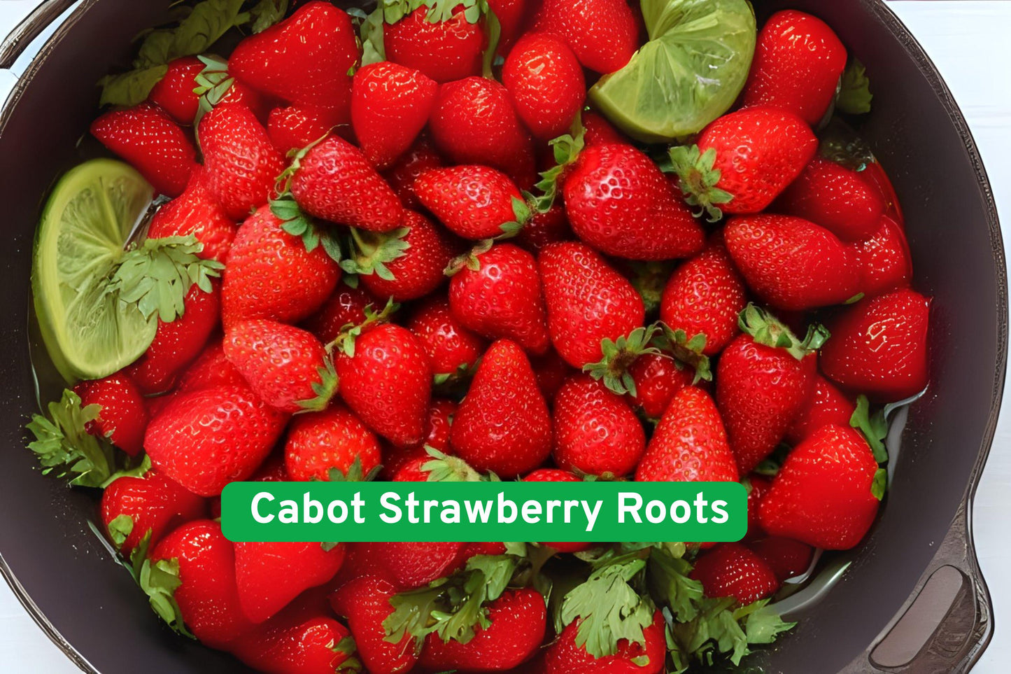 Cabot Strawberry Roots Bare Root | High-Yield Sweet Red Berries | Fragaria × ananassa | Edible Perennial Plant