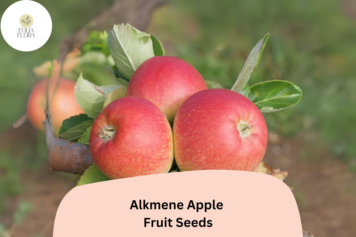Alkmene Apple Seeds (25+) | Early Heirloom, Tart-Sweet Fruit, Malus domestica, Seed-Grown Fruit Tree for Orchard & Garden