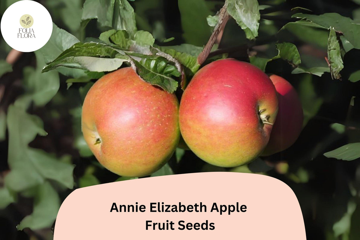 Annie Elizabeth Apple Seeds, Heritage Cooking Apple, Cold Hardy Malus domestica, 25+ Seeds for Grafting & Orchard