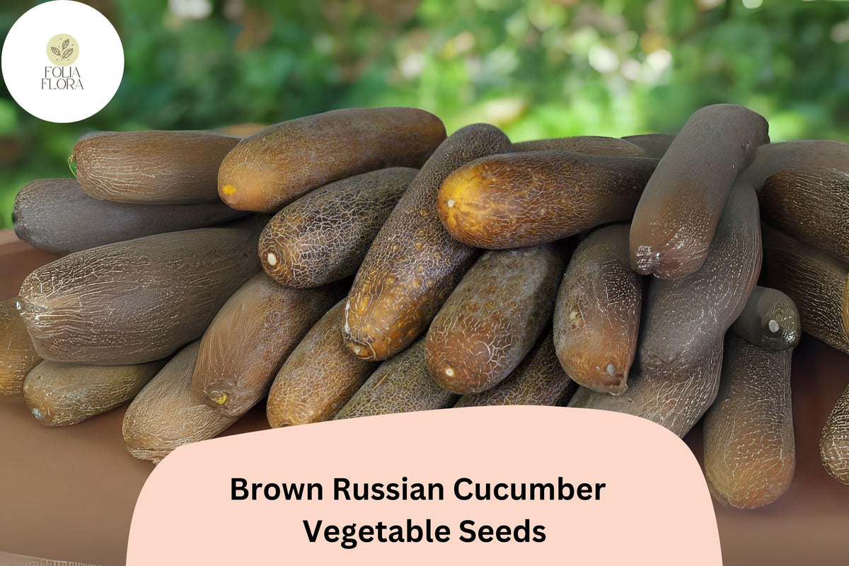 25+ Brown Russian Cucumber Seeds | Heirloom, Non-GMO, Crisp Sweet Flavor, Cucumis sativus, Garden Planting