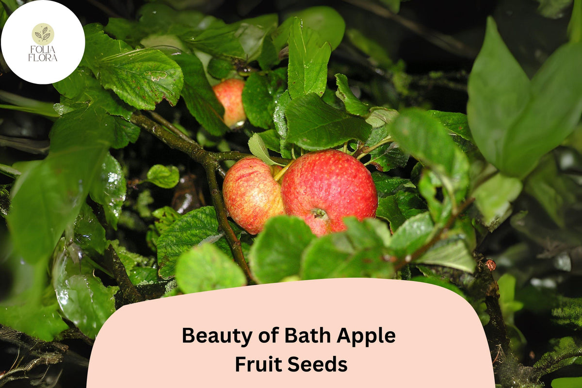 Beauty of Bath Apple Seeds – Heirloom Malus domestica Fruit Tree, Early Ripening, Sweet Juicy Apples, Fresh Eating, 25+ Seeds