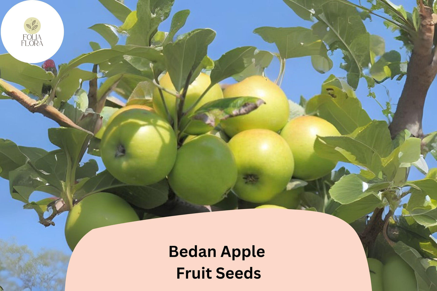 Bedan Apple Seeds – Rare French Heirloom Cider Tree, Malus domestica, Greenish-Yellow Fruits, Cold Hardy, Orchard & Cider Making