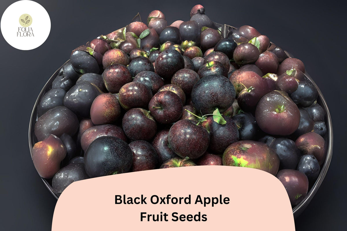 Black Oxford Apple Seeds – Heirloom Maine Variety, Fresh Viable Fruit Tree Seeds for Planting, Dark Purple-Black Skin, Crisp Flavor