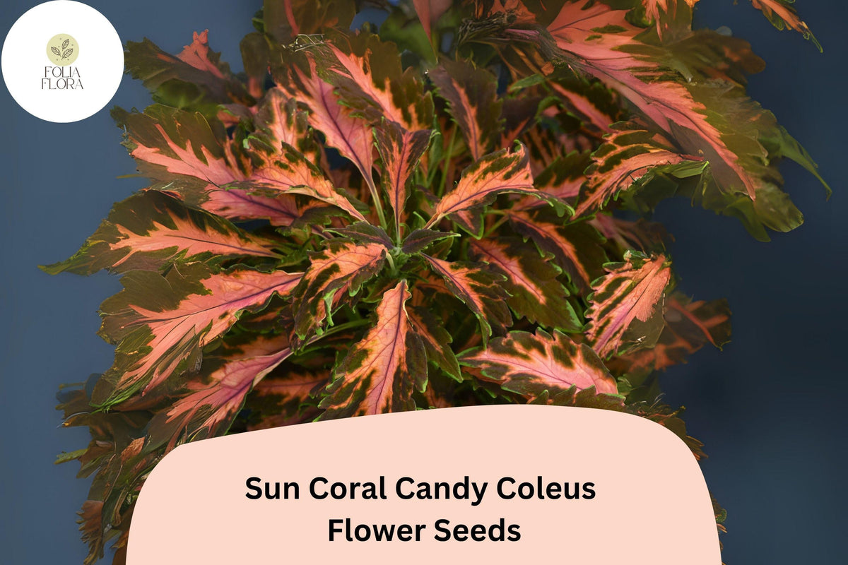 Coral Candy Coleus Seeds | Pink & Green Foliage, Shade Plant | Plectranthus scutellarioides, Annual Bedding & Container Plant