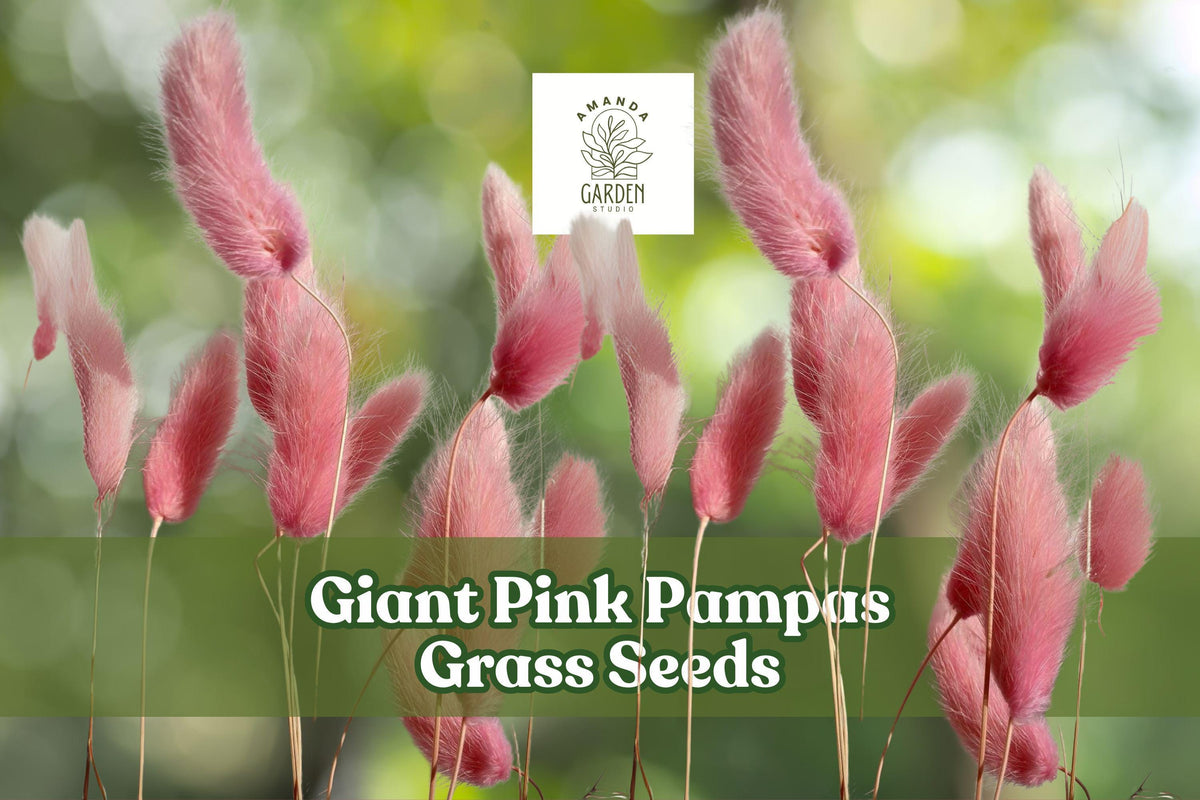 Giant Pink Pampas Grass Seeds – Ornamental Drought-Tolerant Grass with Pink Plumes – Cortaderia selloana