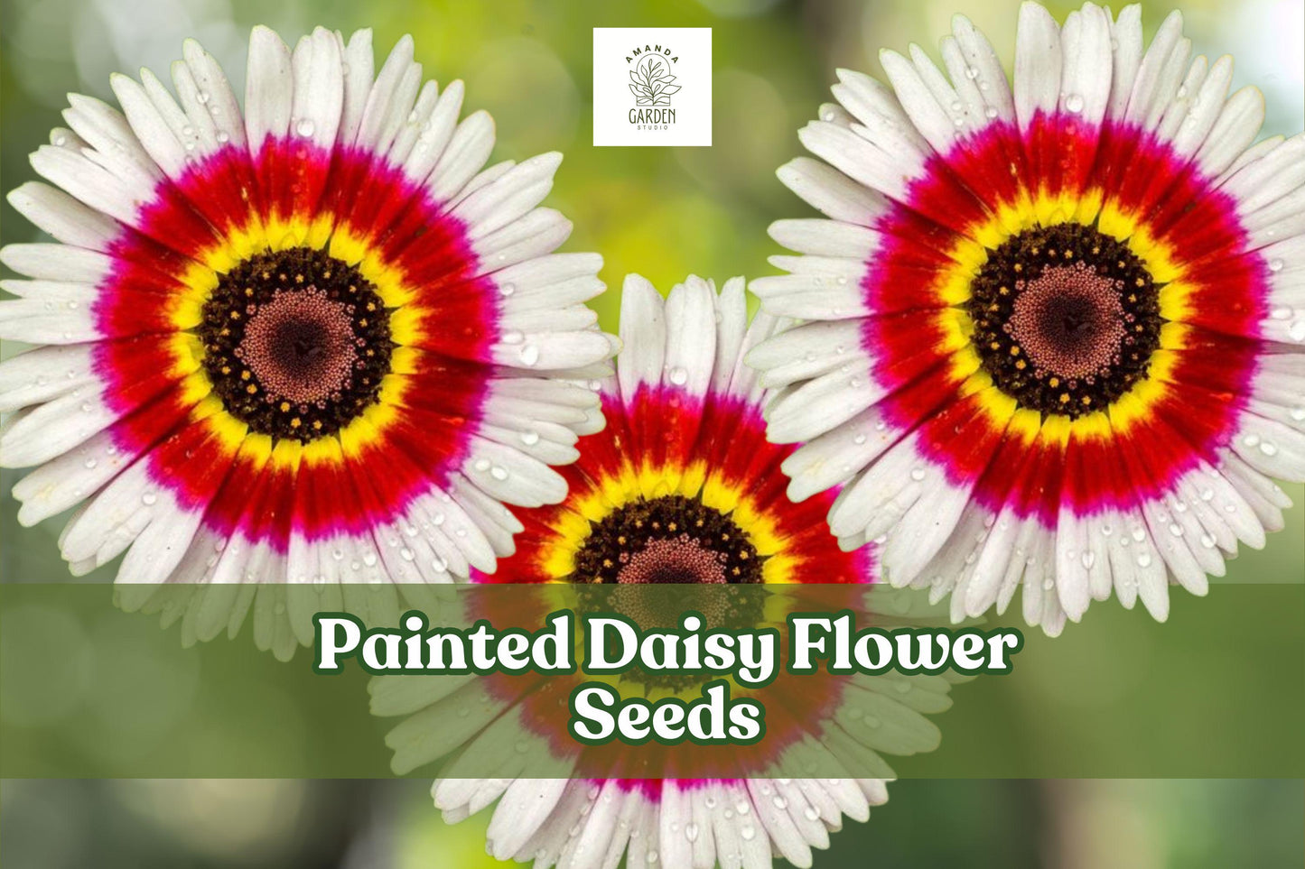Painted Daisy Flower Seeds – Perennial, Pink, Red & White Blooms, Tanacetum coccineum, Pollinator-Friendly, Easy to Grow