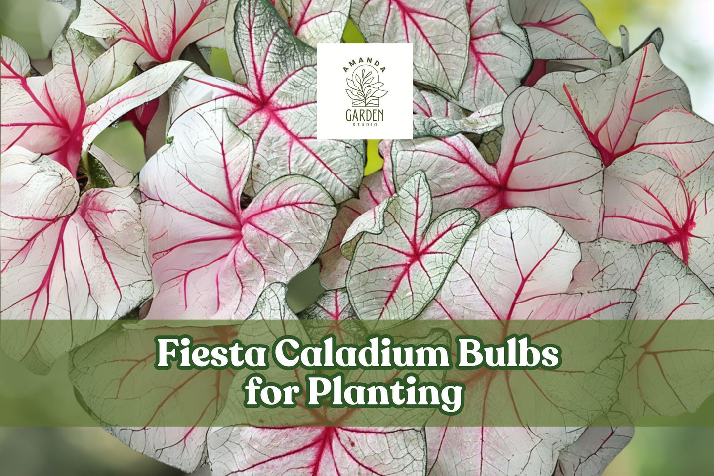Fiesta Caladium Bulbs 6-Pack | Red, White & Green Foliage | Caladium bicolor | Shade-Loving Perennial Foliage Plant