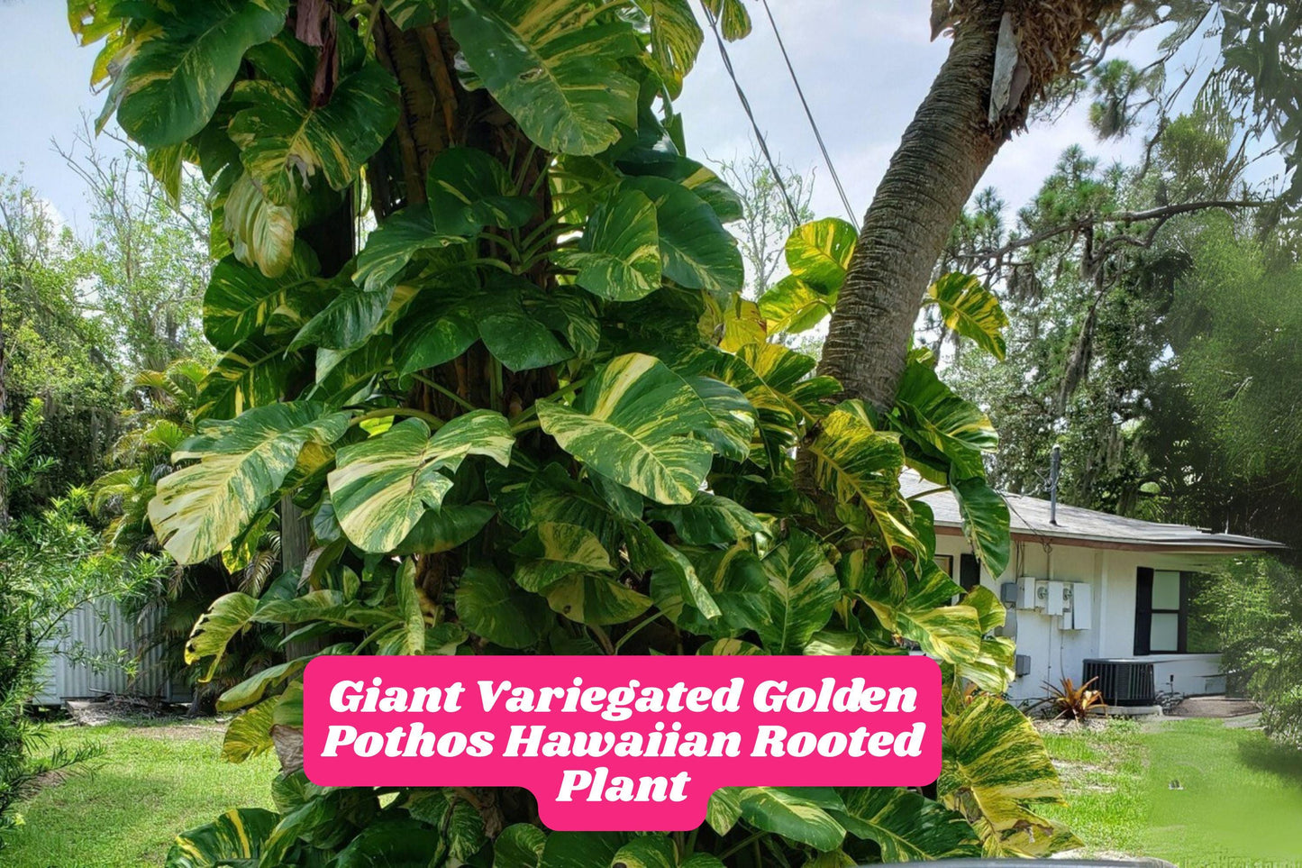 Variegated Golden Pothos Rooted Plant 4-8 Inches, Epipremnum aureum, Indoor Climbing Houseplant