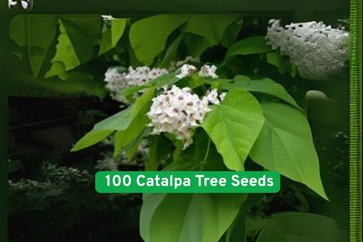 Catalpa Tree Seeds – Showy White Flowers, Fast Growing Shade Tree, Catalpa speciosa, Non-GMO, 100 Pack