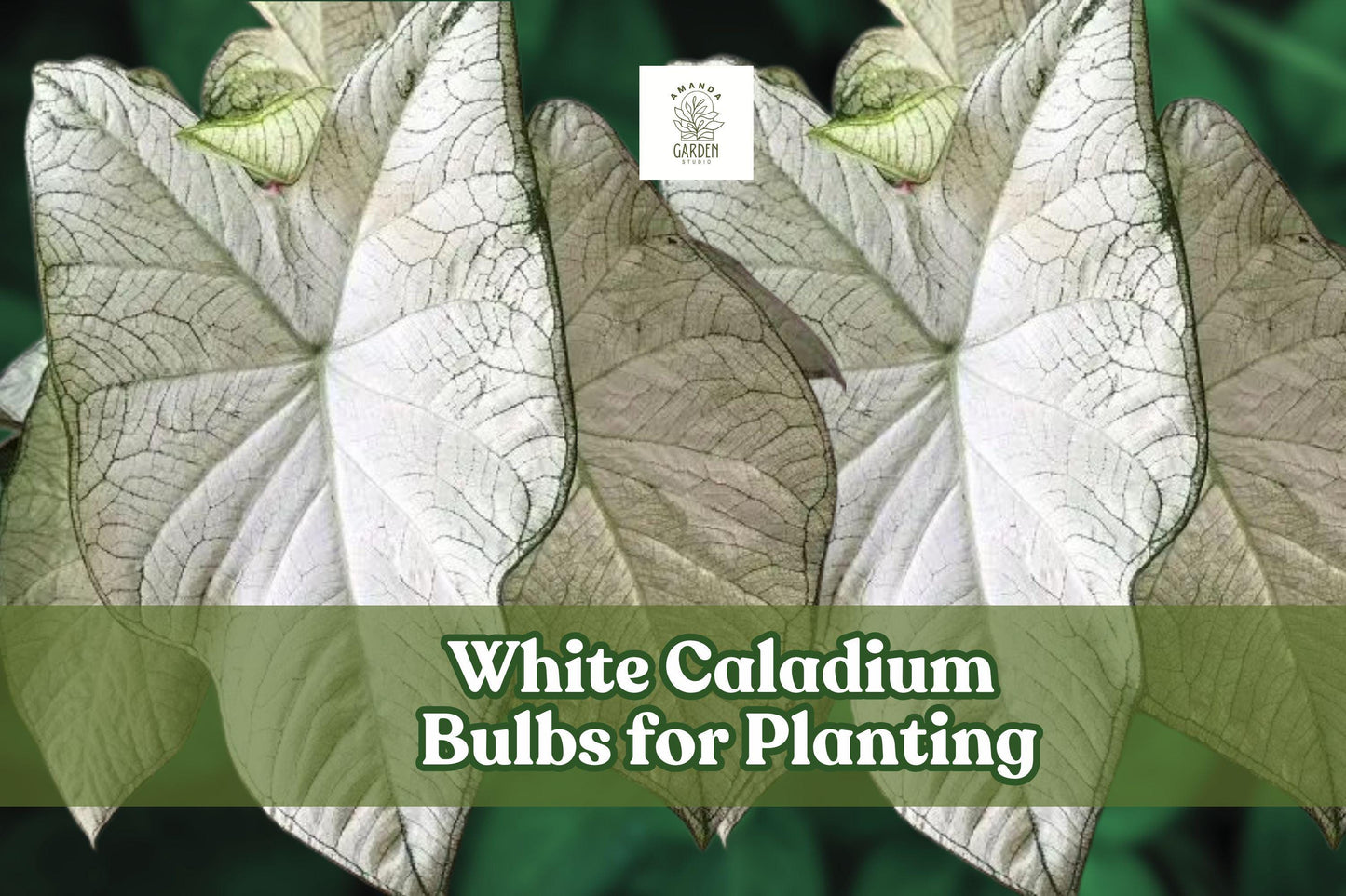 White Caladium Bulb for Planting – Indoor & Outdoor Foliage Plant, Caladium bicolor, Bright White & Green Leaves