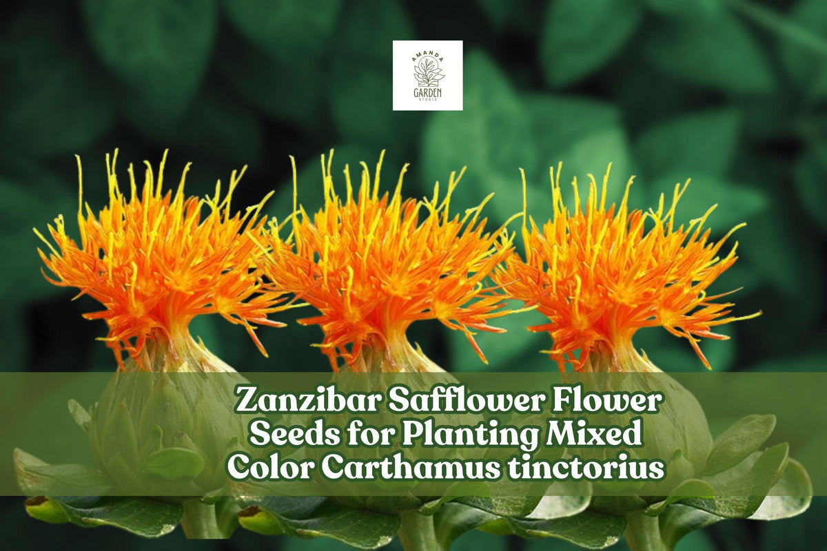 Zanzibar Safflower Seeds – Mixed Color Carthamus tinctorius for Planting, Drought-Tolerant, Pollinator-Friendly, Cut & Dried Flowers