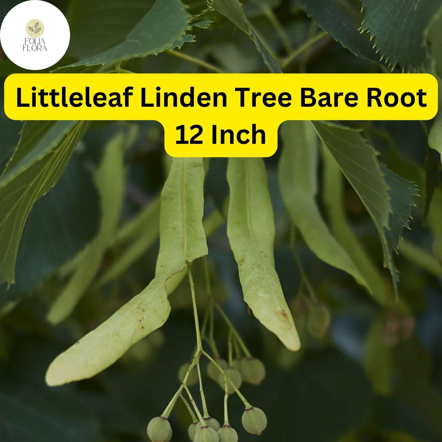 Littleleaf Linden Tree - 12 Inch Bare Root Shade & Ornamental Tilia cordata, Pollinator-Friendly, Hardy Deciduous Tree