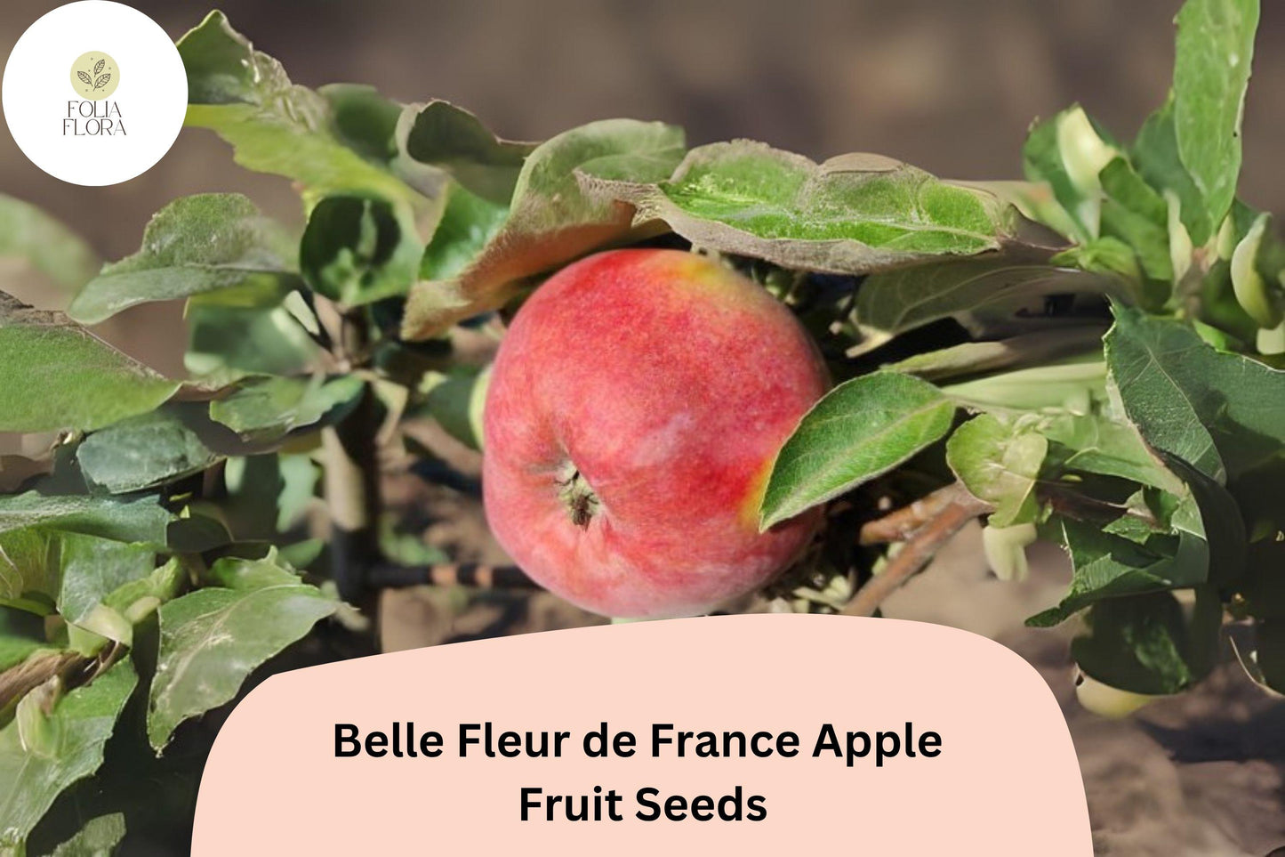 Belle Fleur de France Apple Seeds – Heirloom French Malus domestica, Sweet-Tart Fruit for Orchard, Baking & Cider