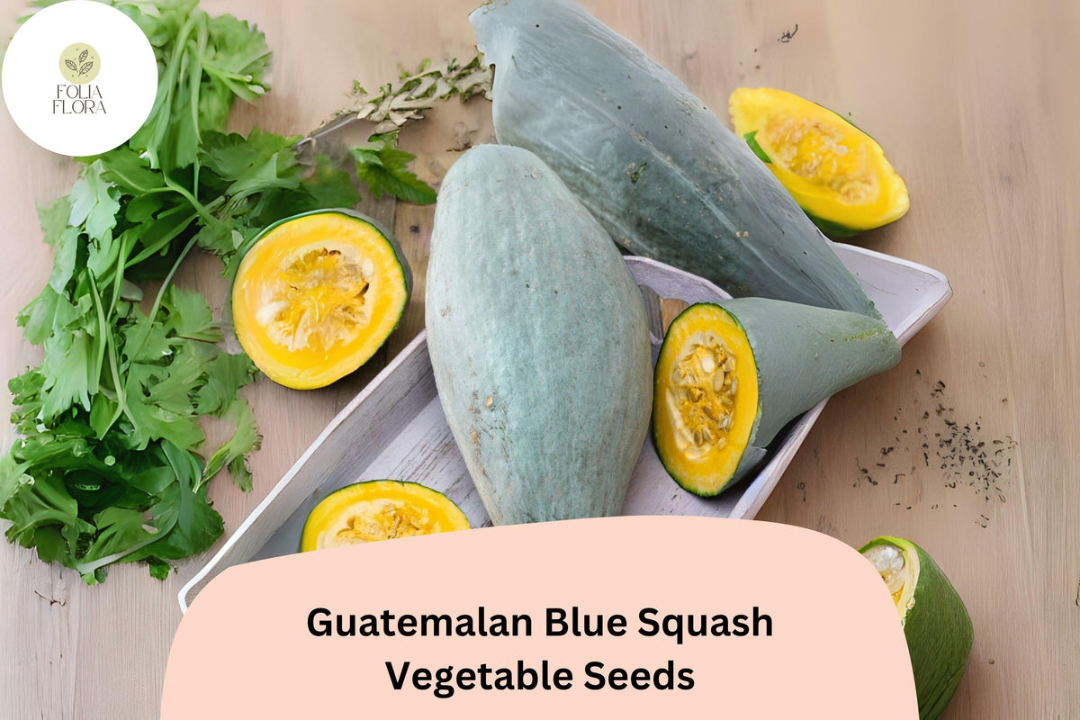 Guatemalan Blue Squash Seeds | Rare Heirloom Winter Variety | Cucurbita maxima | Blue-Green Skin, Nutty Orange Flesh