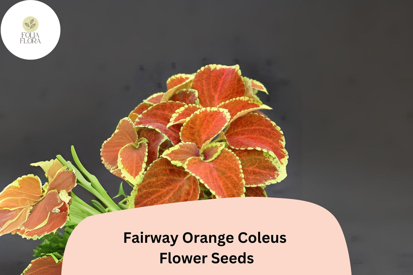 Fairway Orange Coleus Seeds | Vibrant Orange-Red Foliage for Shade Gardens | Plectranthus scutellarioides