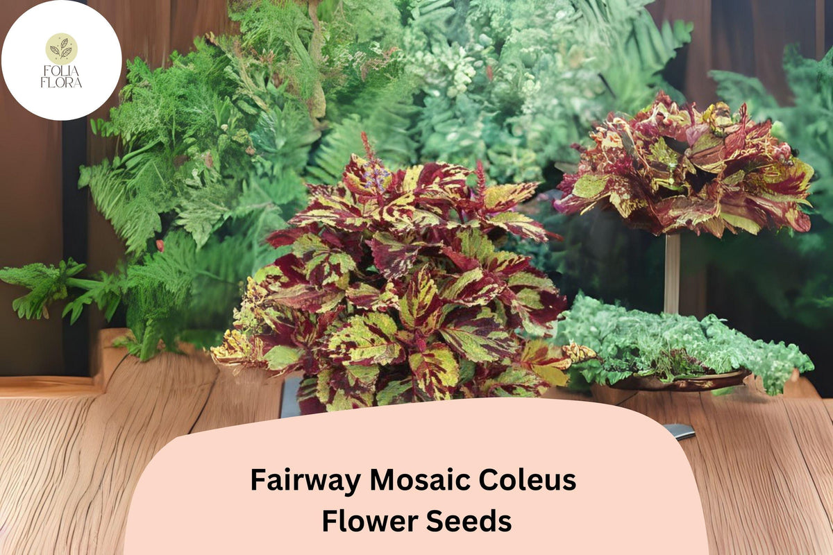 Fairway Mosaic Coleus Seeds | Colorful Shade Plant for Garden Beds & Containers | Plectranthus scutellarioides