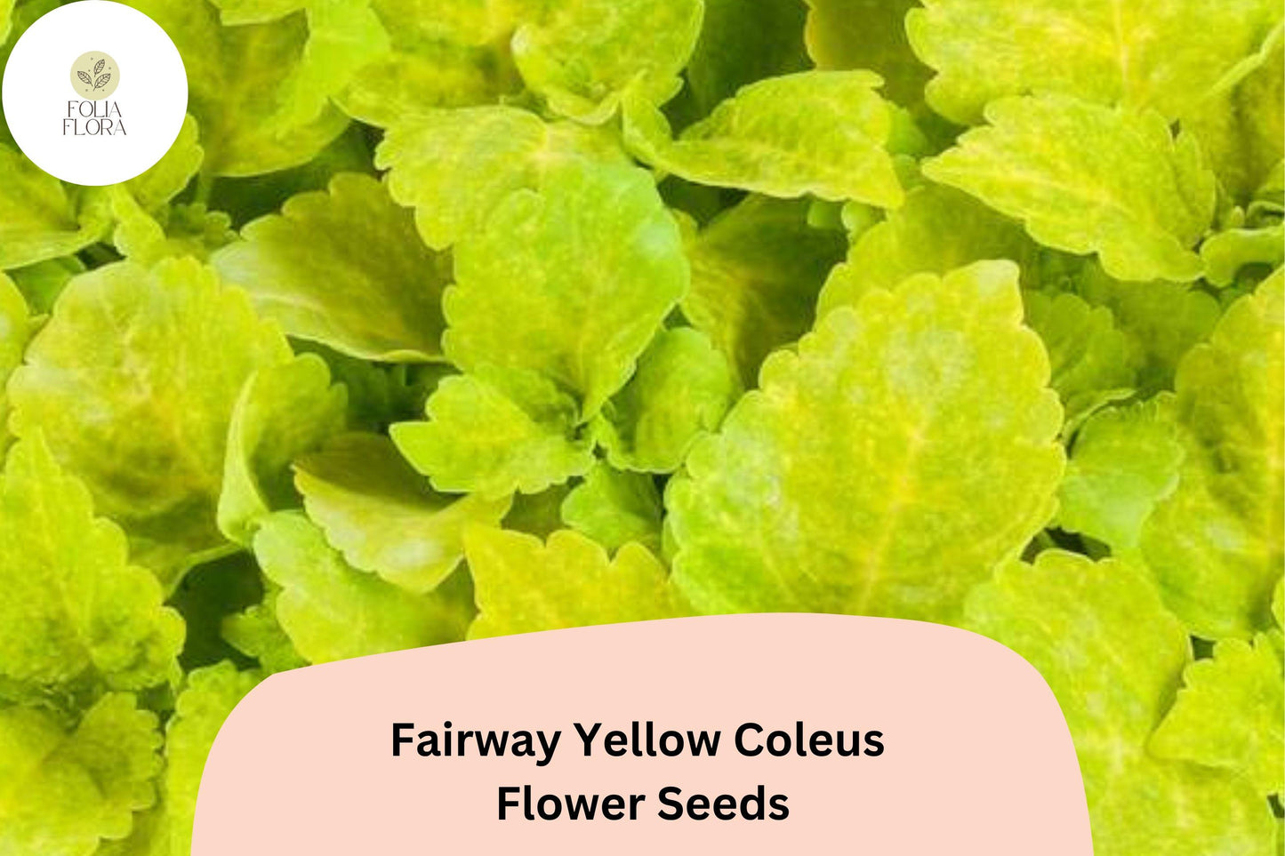Fairway Yellow Coleus Seeds | Compact Shade Plant with Bright Yellow-Green Foliage | Plectranthus scutellarioides