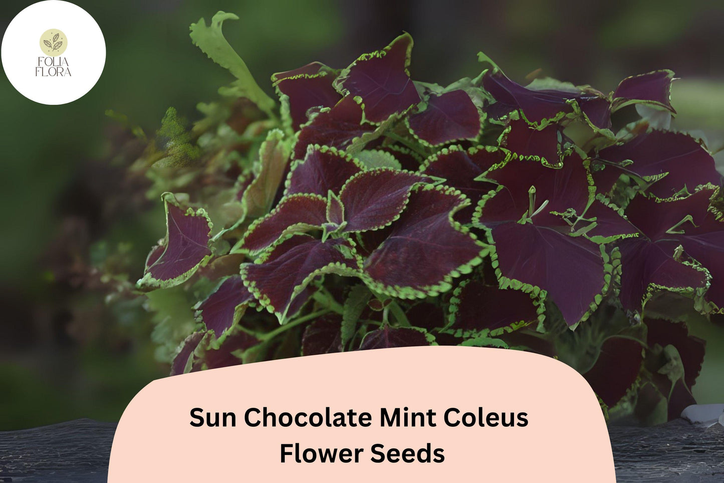 Chocolate Mint Coleus Seeds – 25+ Pack, Plectranthus scutellarioides, Bright Green & Brown Foliage, Sun & Shade Annual Plant