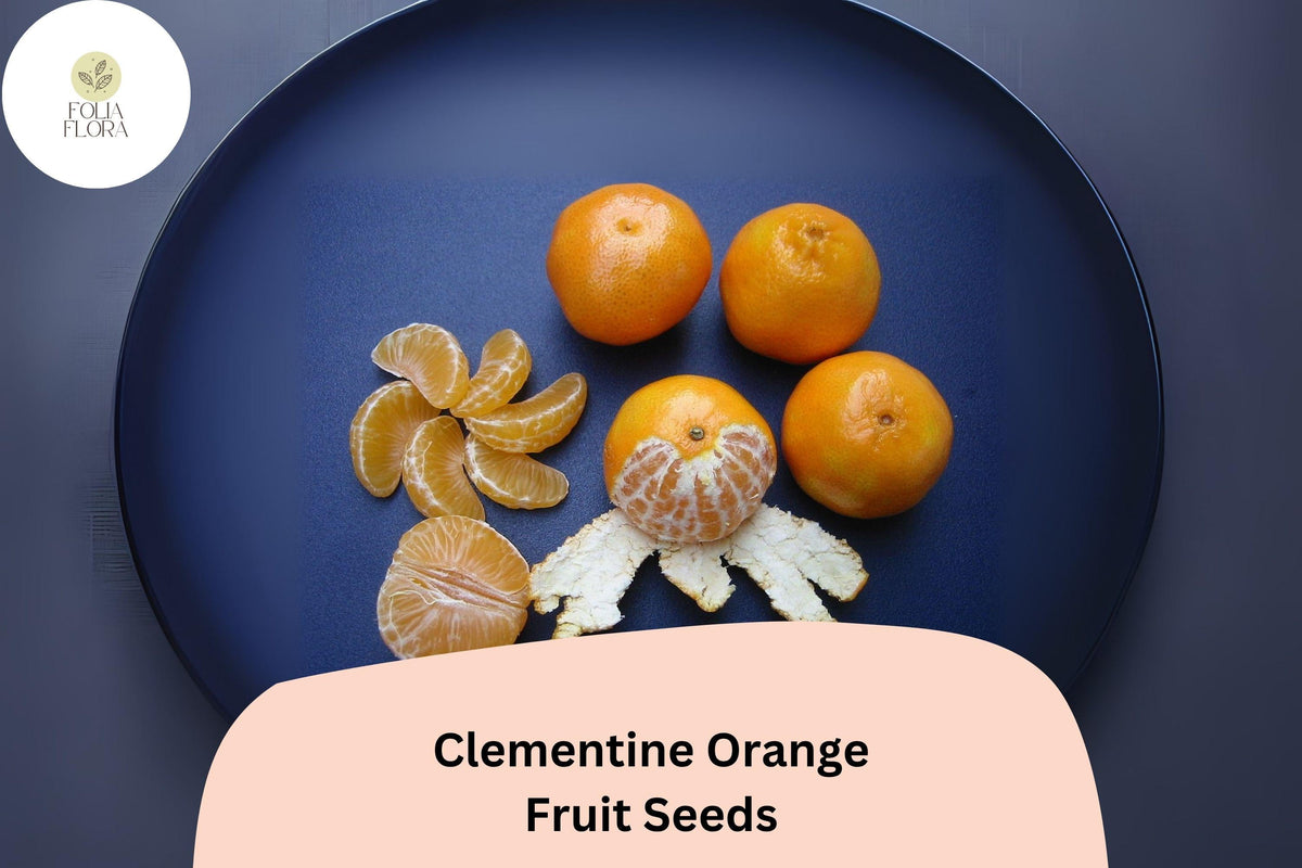 Clementine Orange Seeds | Seedless Citrus Tree | Sweet, Easy-Peel Fruit | Citrus reticulata × sinensis