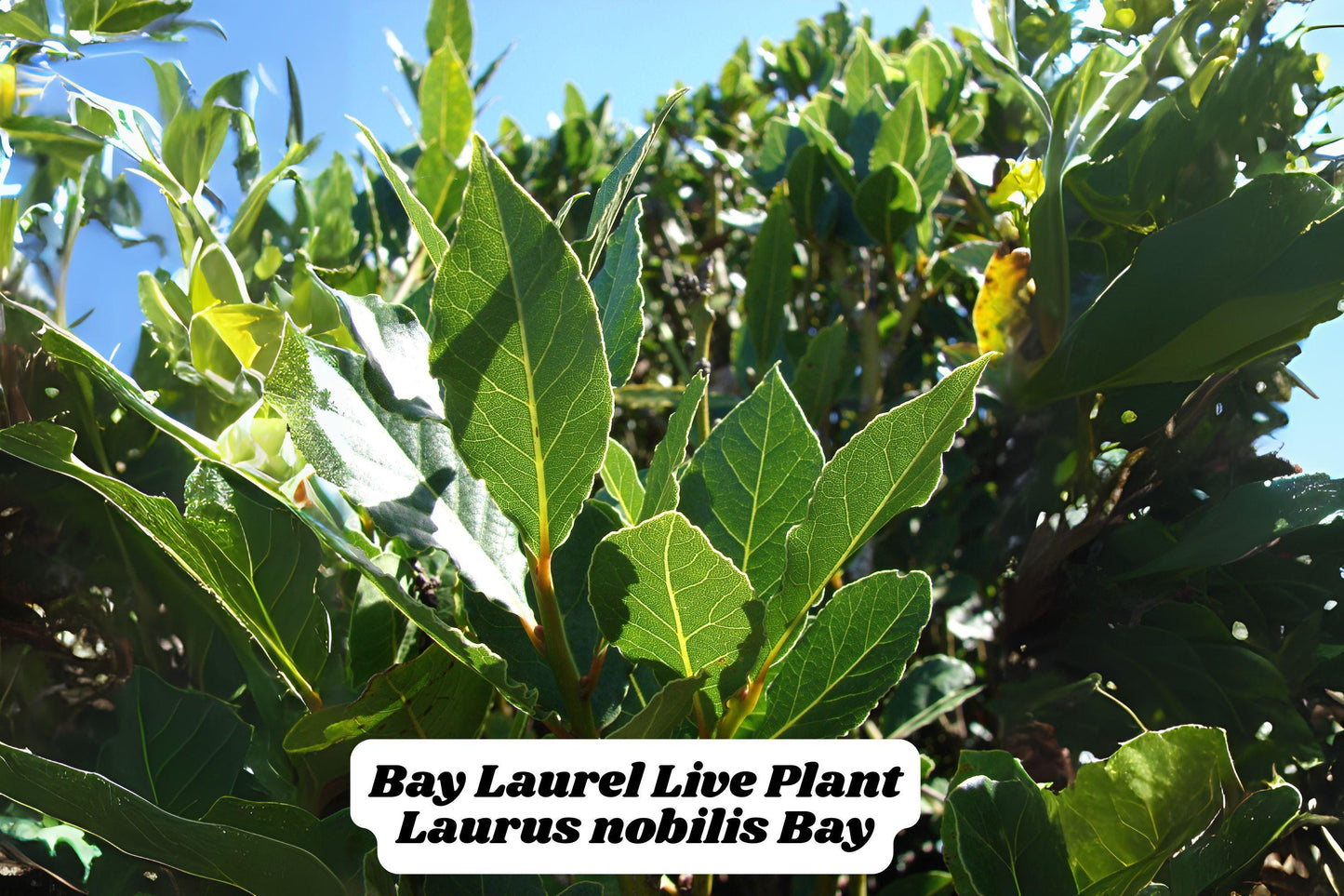 Bay Leaf Tree Starter Plant – 5-6 Inch Laurus nobilis Culinary Herb for Indoor Outdoor Garden