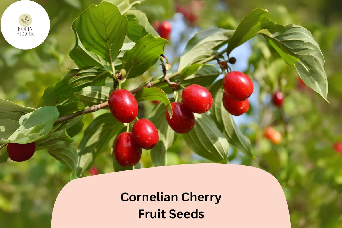 Cornelian Cherry Seeds | Heirloom Tart Red Fruit Tree | Cornus mas | Cold Hardy Shrub or Small Tree