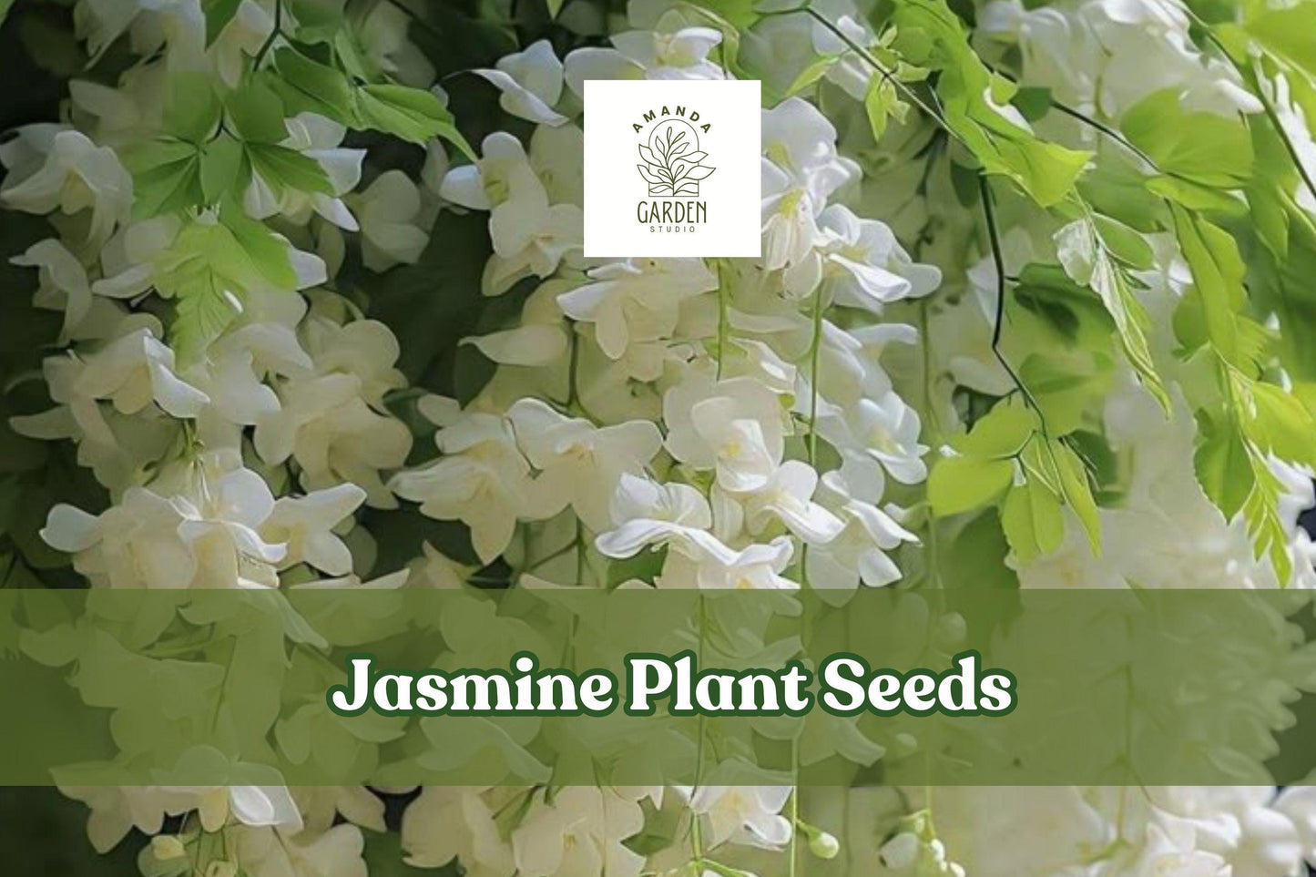 25 Jasmine Plant Seeds, Fragrant White Flowers, Herbal Tea, Perennial Vine, Garden, Indoor, Outdoor, Jasminum officinale