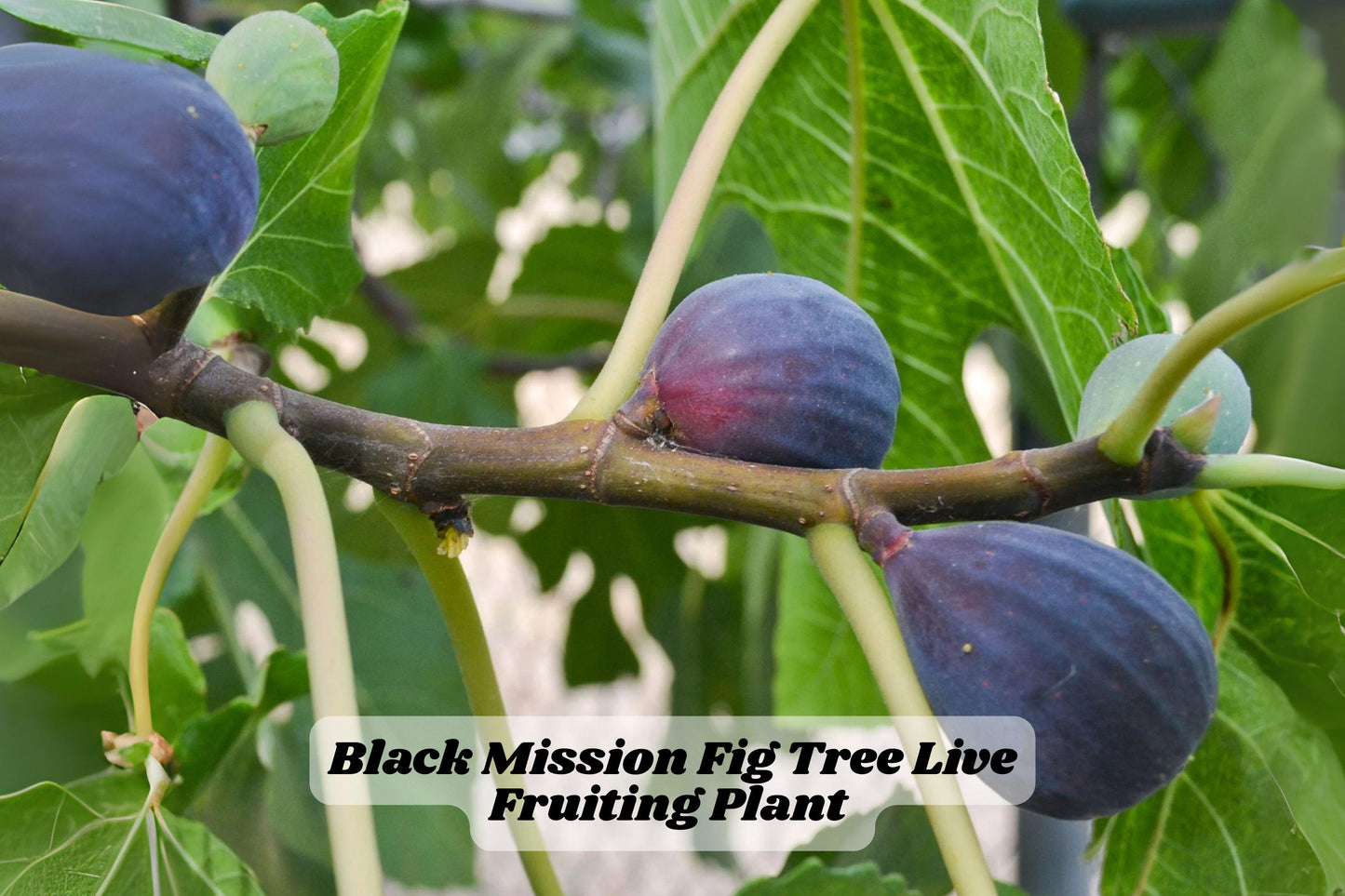 Black Mission Fig Tree Starter Plant – 6-10 Inches, Ficus carica, Fruit-Bearing, Live Rooted Plant for Garden or Container