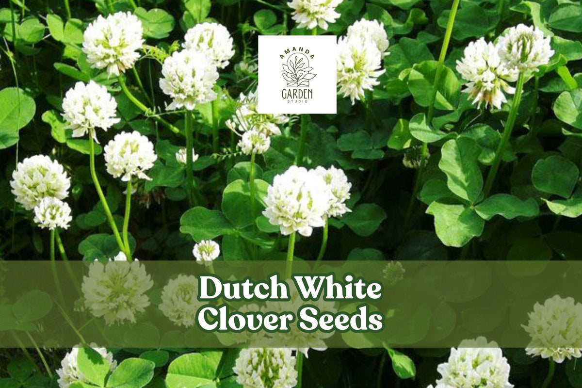 Dutch White Clover Seeds – Low-Growing Perennial Ground Cover, Trifolium repens, White Blooms, Drought-Tolerant, Pollinator-Friendly