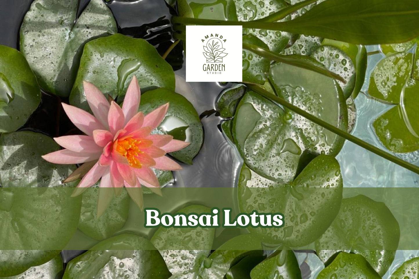 Miniature Bonsai Lotus Seeds – Nelumbo nucifera for Small Water Gardens, Ponds & Containers