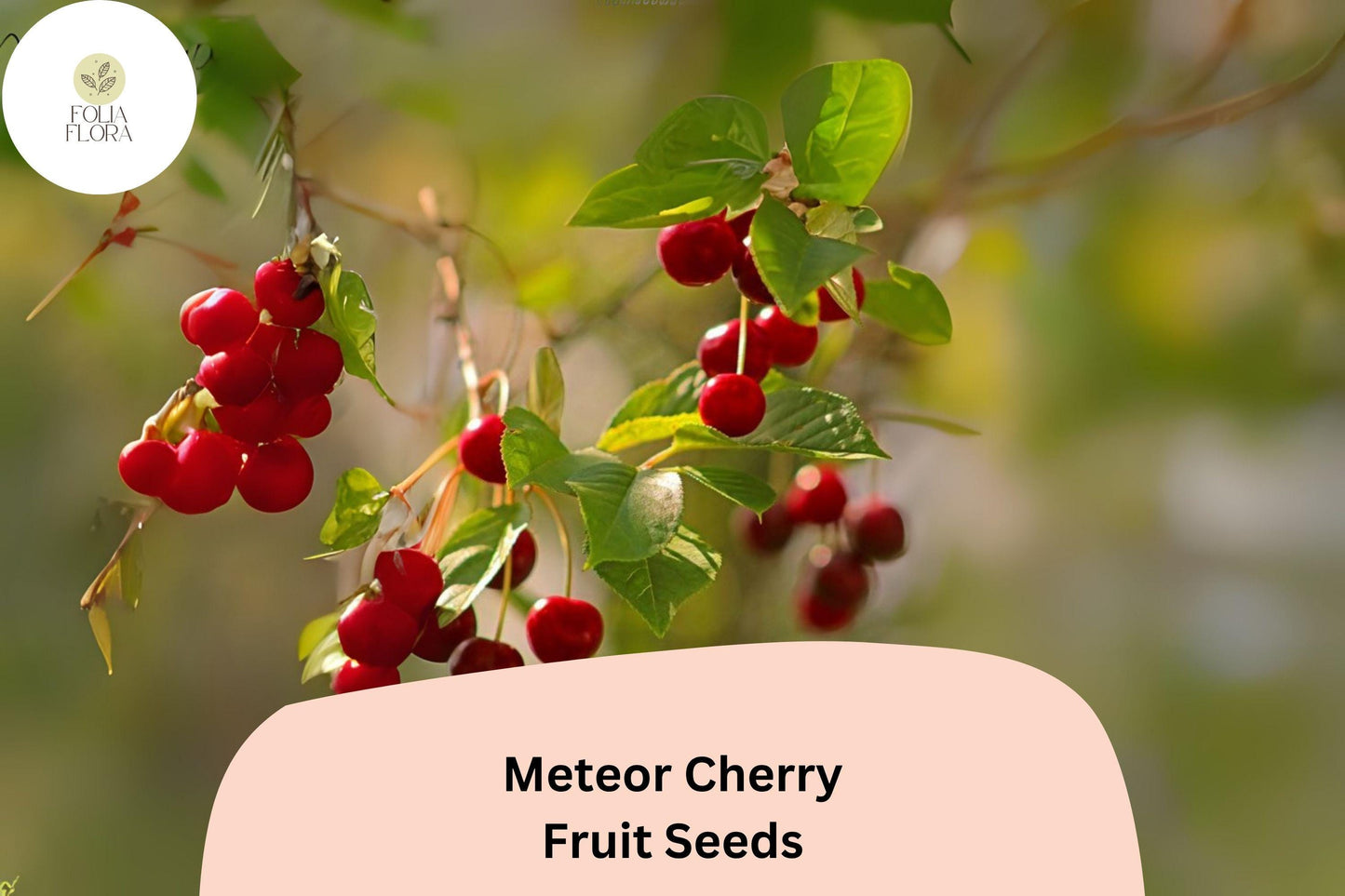 Meteor Cherry Tree Seeds | Cold-Hardy Prunus Cerasus ‘Meteor’ for Small Gardens & Orchards