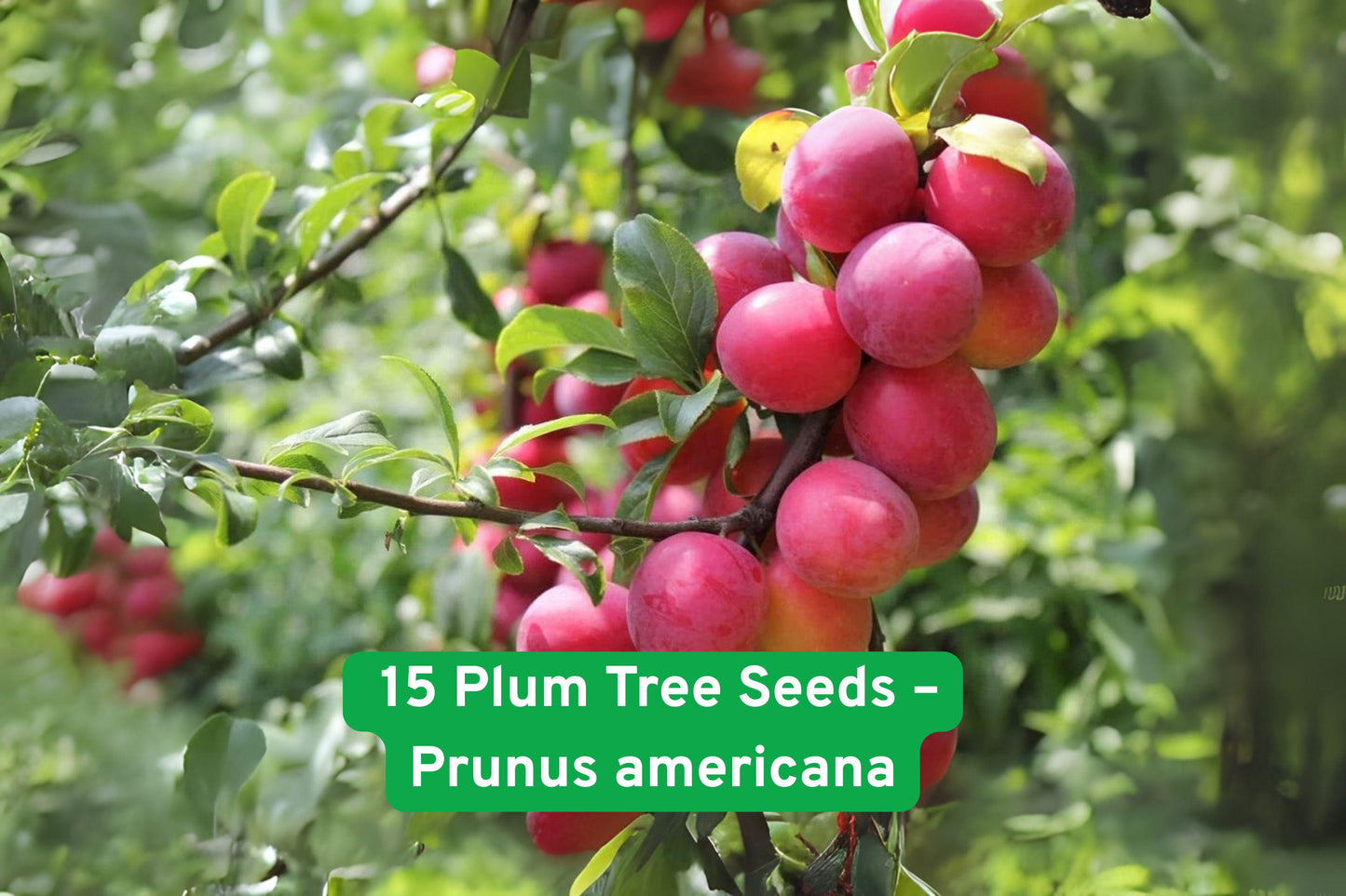 American Plum Tree Seeds, Prunus americana, Edible Sweet Fruit, Hardy Orchard Tree, Grow Your Own Plums