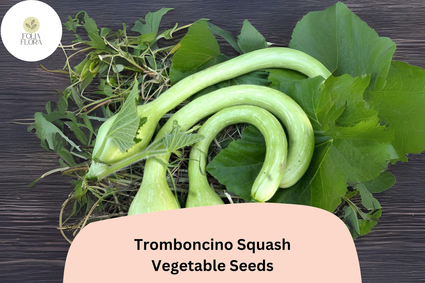 25+ Tromboncino Squash Seeds | Italian Heirloom Climbing Zucchini | Summer Vegetable Seeds Cucurbita moschata