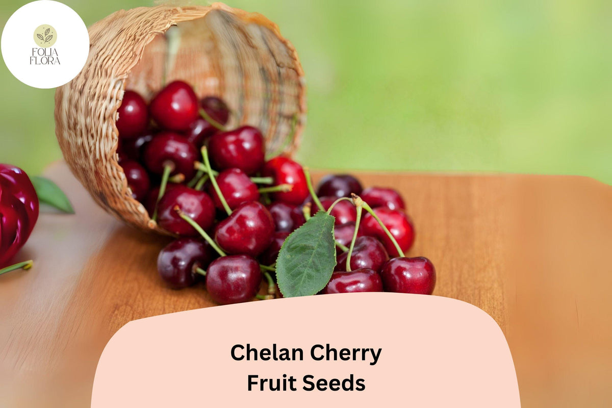 Chelan Cherry Seeds | Fruit Tree Seeds for Early Season Sweet Cherries | Prunus avium ‘Chelan’