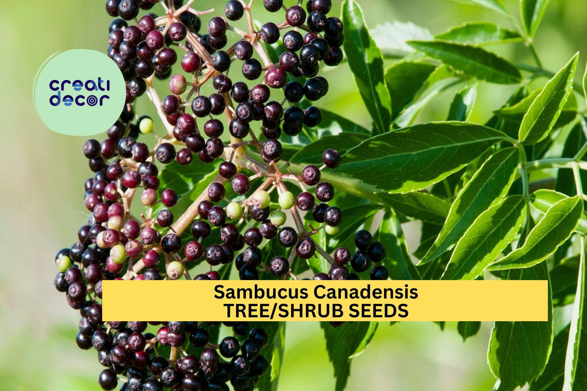 American Elderberry Seeds (Sambucus canadensis) Native Shrub for Wildlife Gardens, Hedgerows & Landscaping