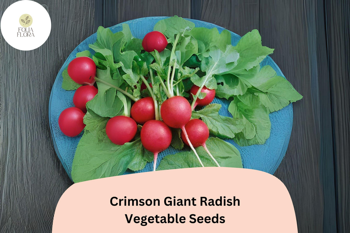 Crimson Giant Radish Seeds | Large, Mild, Deep Red Roots | Raphanus sativus | Vegetable Garden Planting Pack of 500+