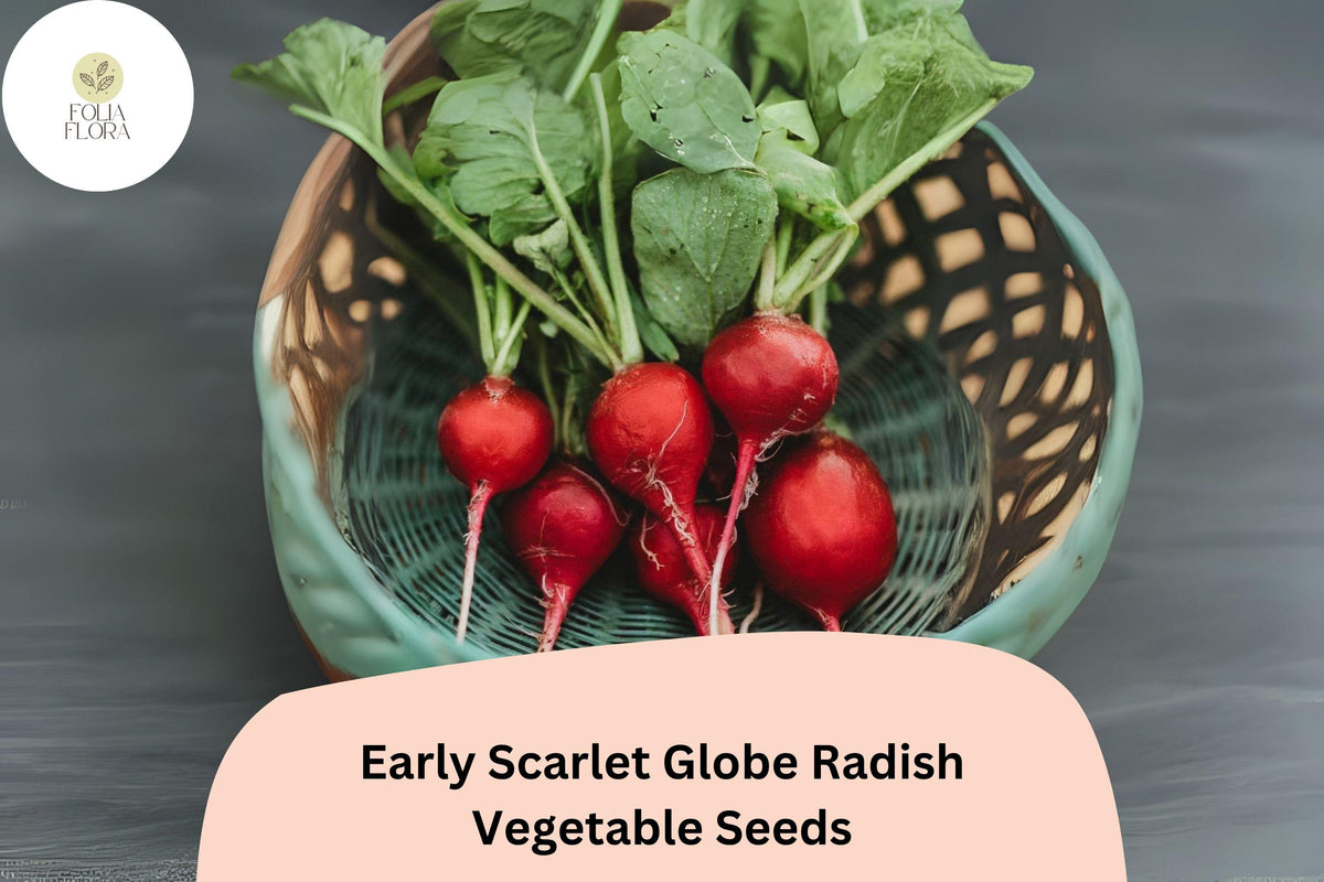 Early Scarlet Globe Radish Seeds – 500+ Heirloom Raphanus sativus for Crisp, Mild Red Roots, Fast-Growing Garden Planting