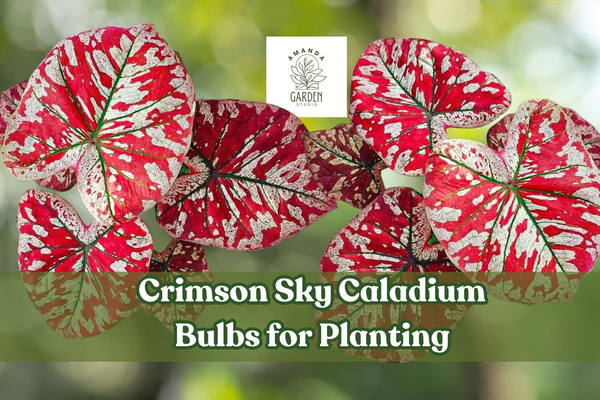 Crimson Sky Caladium Bulbs - Red & Green Foliage, Shade Loving, Perennial Bulbs for Containers & Borders, Zones 9-11